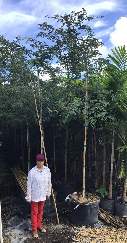 caesalpinia-granadillo-bridalveil-tree