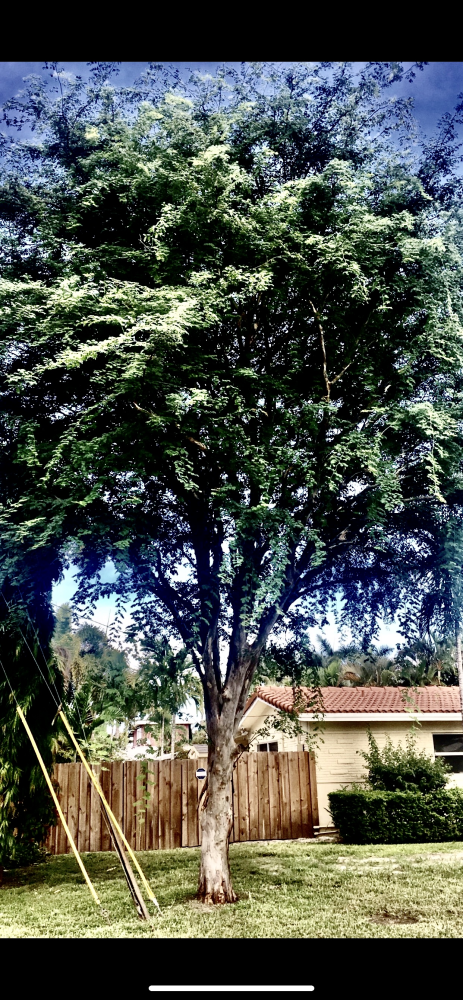 caesalpinia-granadillo-bridalveil-tree