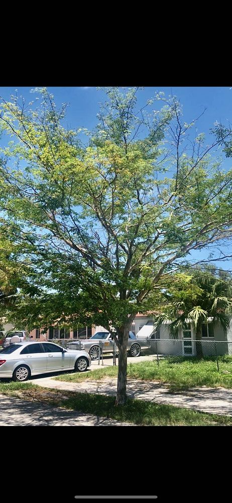 caesalpinia-granadillo-bridalveil-tree