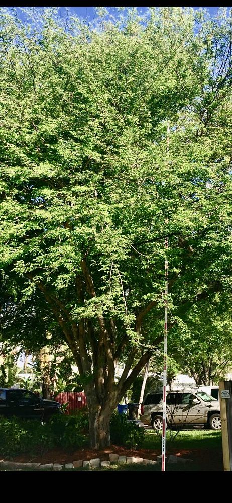 caesalpinia-granadillo-bridalveil-tree