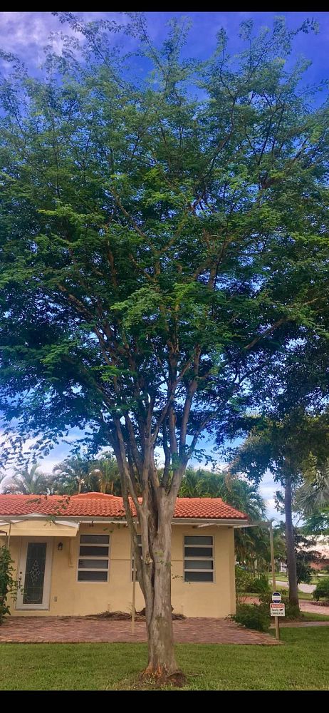 caesalpinia-granadillo-bridalveil-tree