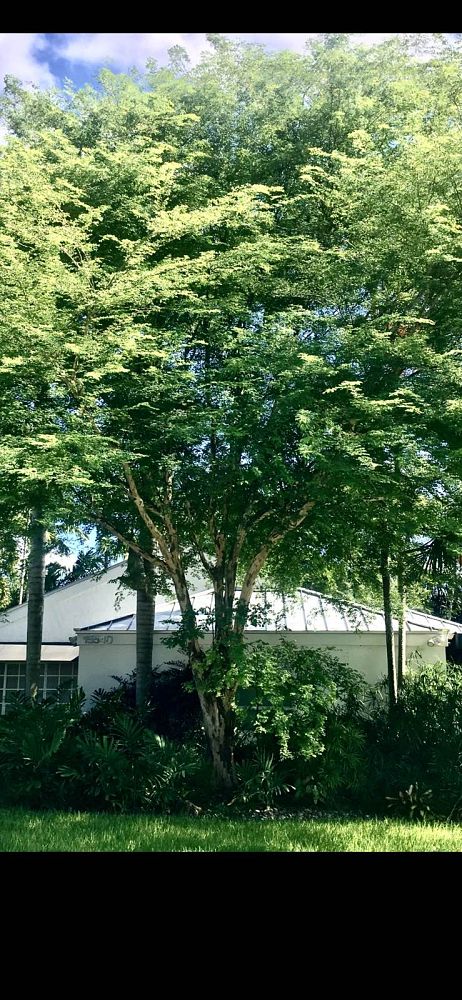 caesalpinia-granadillo-bridalveil-tree