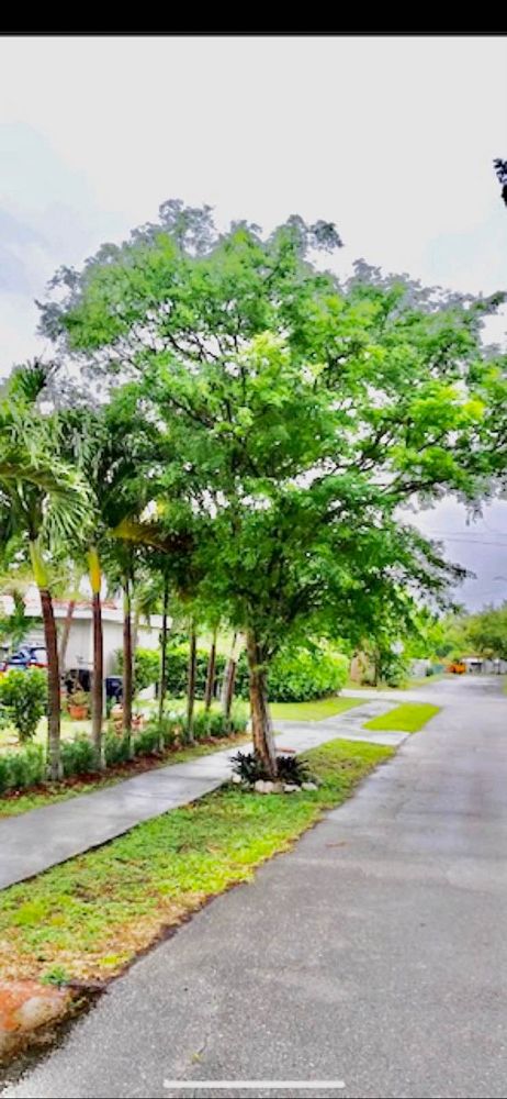 caesalpinia-granadillo-bridalveil-tree