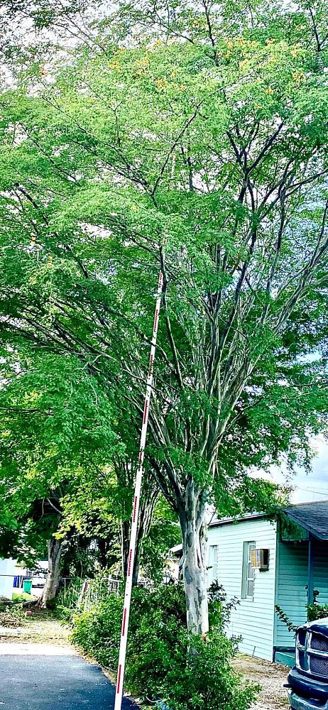 caesalpinia-granadillo-bridalveil-tree