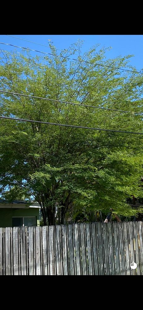 caesalpinia-granadillo-bridalveil-tree