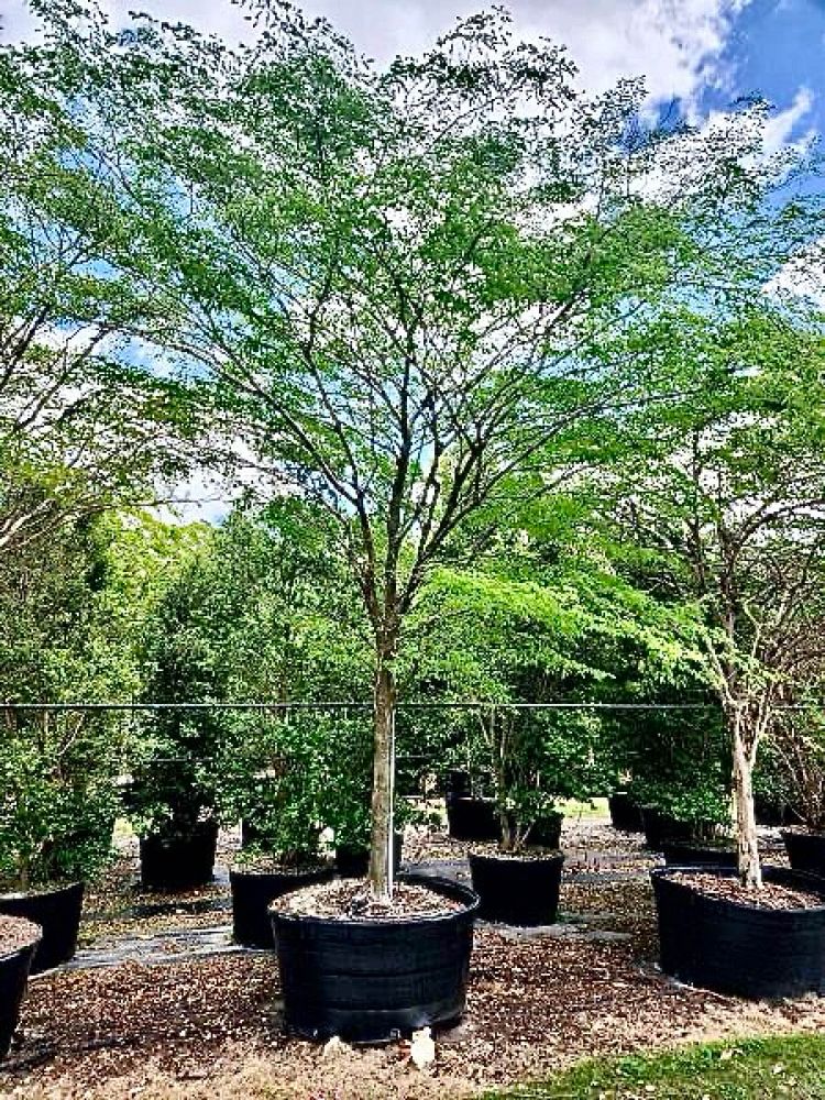 caesalpinia-granadillo-bridalveil-tree