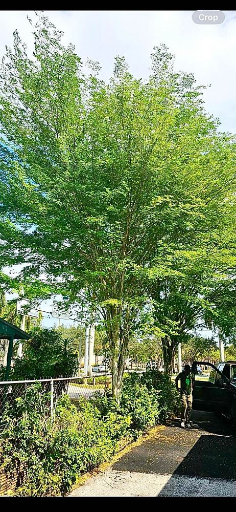 caesalpinia-granadillo-bridalveil-tree