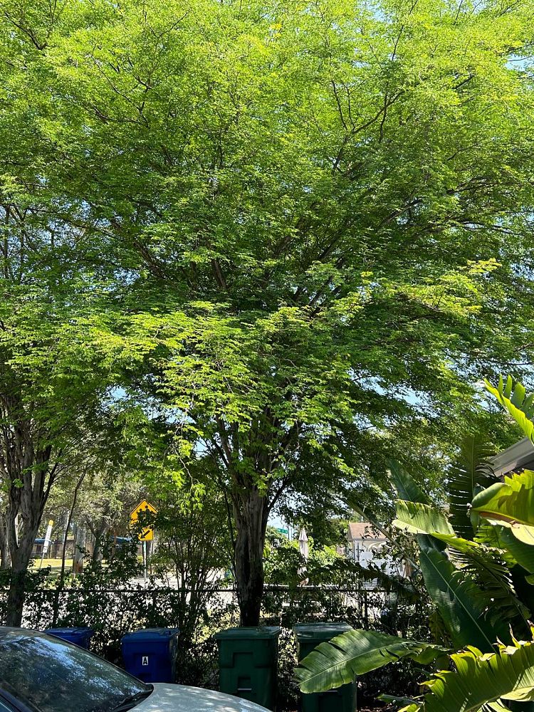 caesalpinia-granadillo-bridalveil-tree