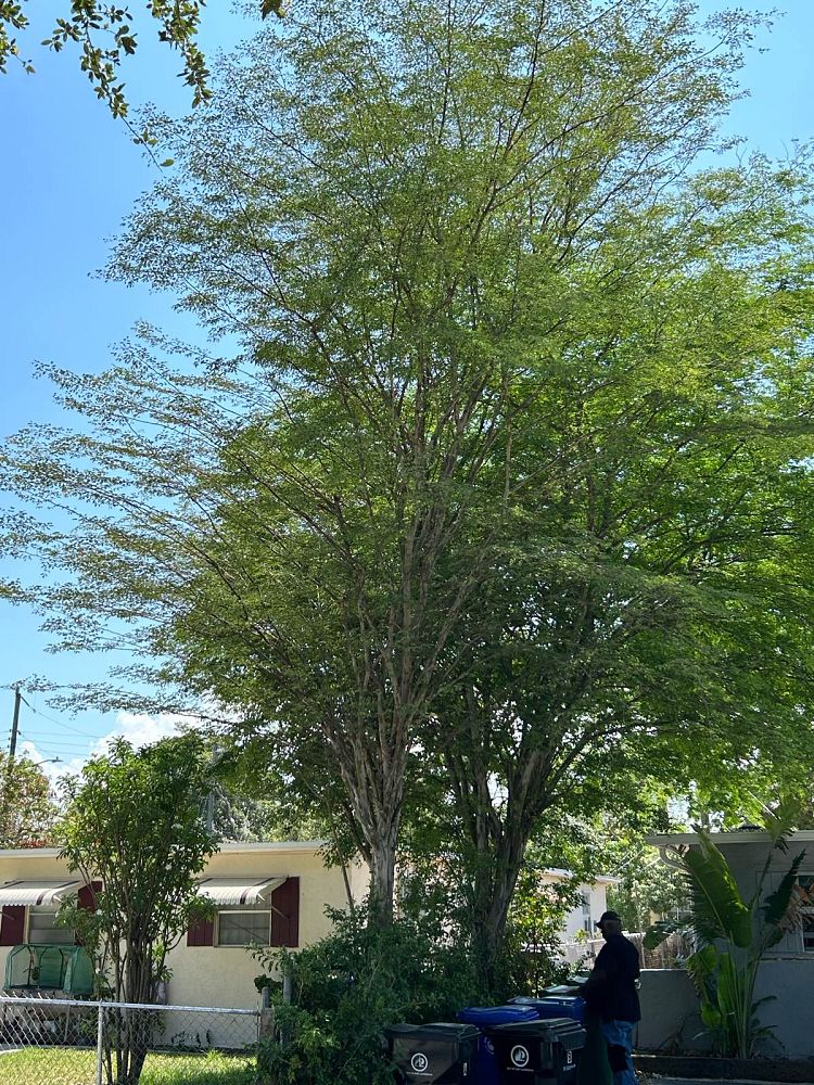 caesalpinia-granadillo-bridalveil-tree