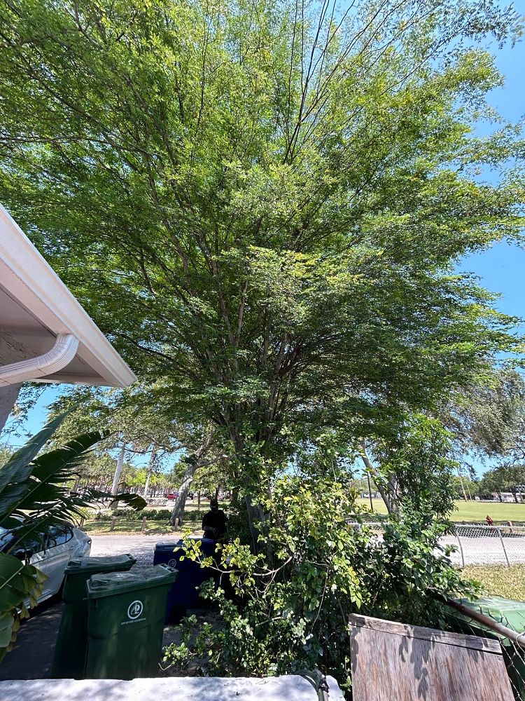 caesalpinia-granadillo-bridalveil-tree