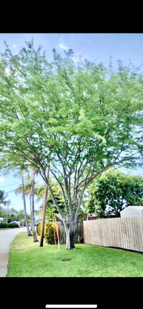 caesalpinia-granadillo-bridalveil-tree