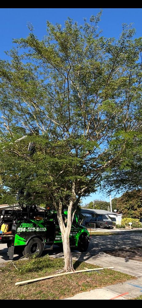 caesalpinia-granadillo-bridalveil-tree