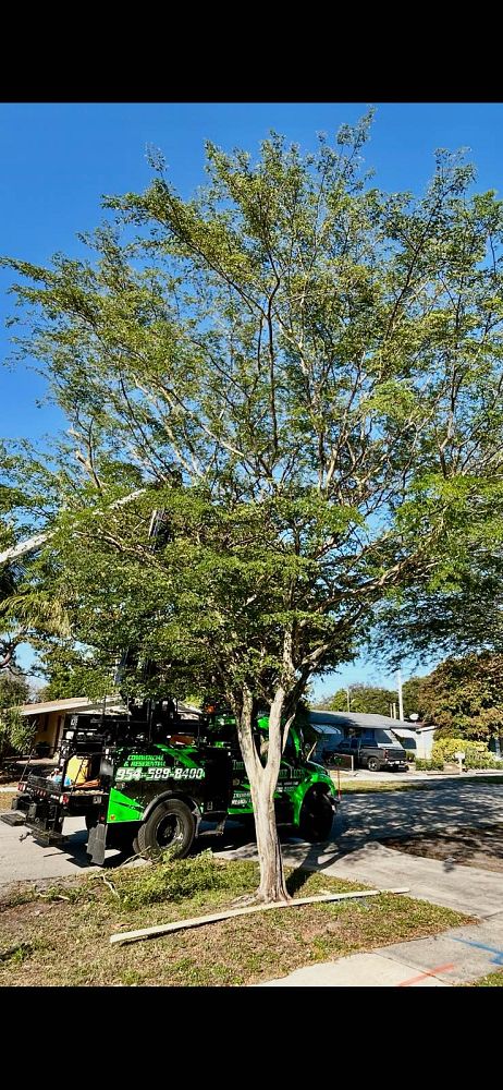 caesalpinia-granadillo-bridalveil-tree