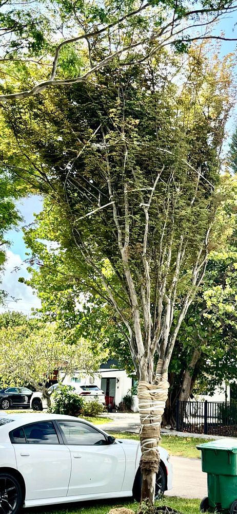 caesalpinia-granadillo-bridalveil-tree