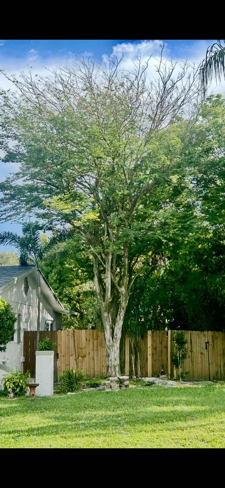 caesalpinia-granadillo-bridalveil-tree