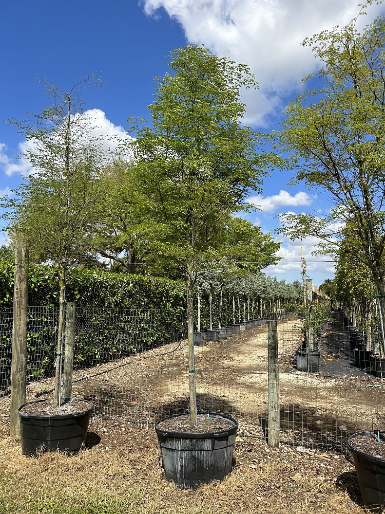 caesalpinia-granadillo-bridalveil-tree