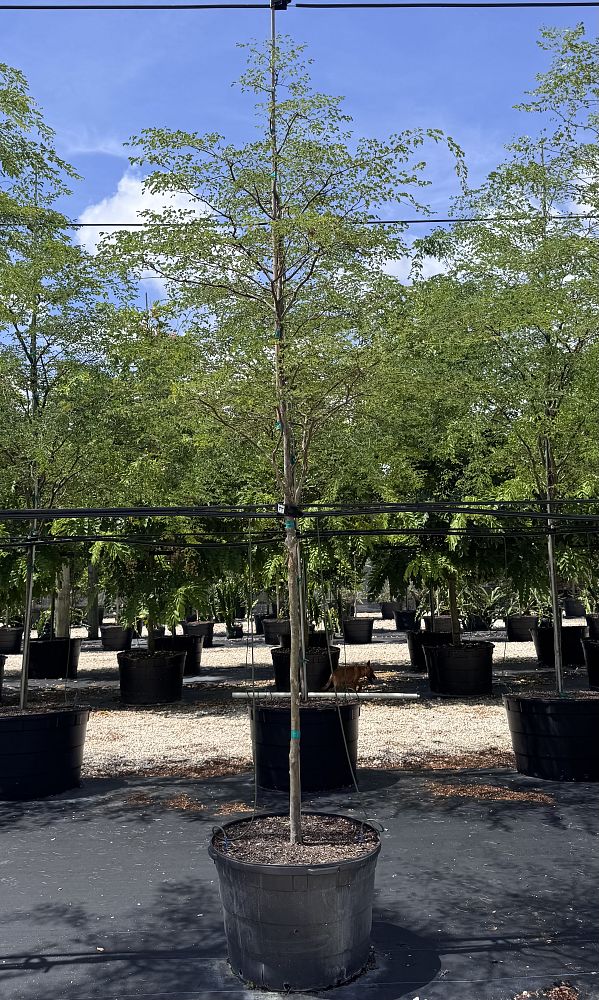 caesalpinia-granadillo-bridalveil-tree