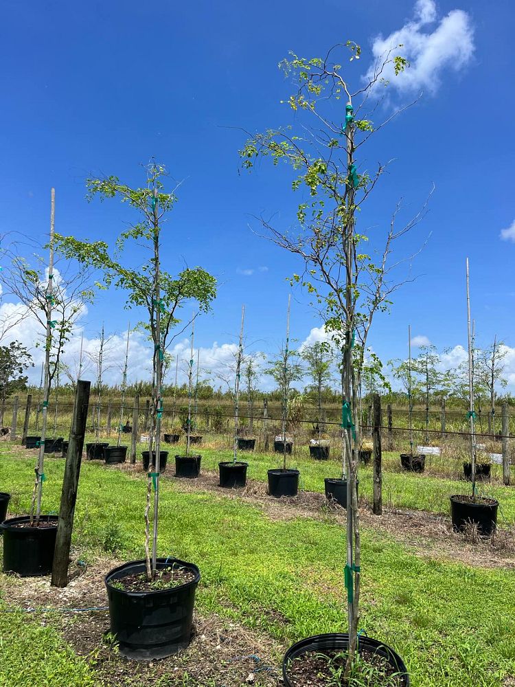 caesalpinia-granadillo-bridalveil-tree