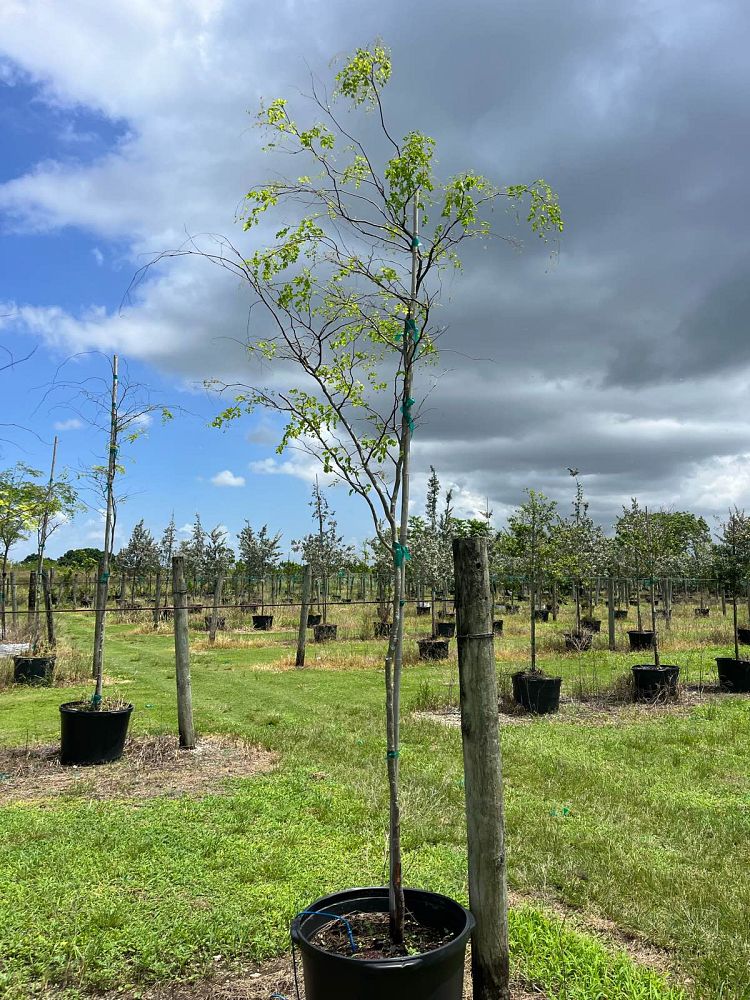 caesalpinia-granadillo-bridalveil-tree