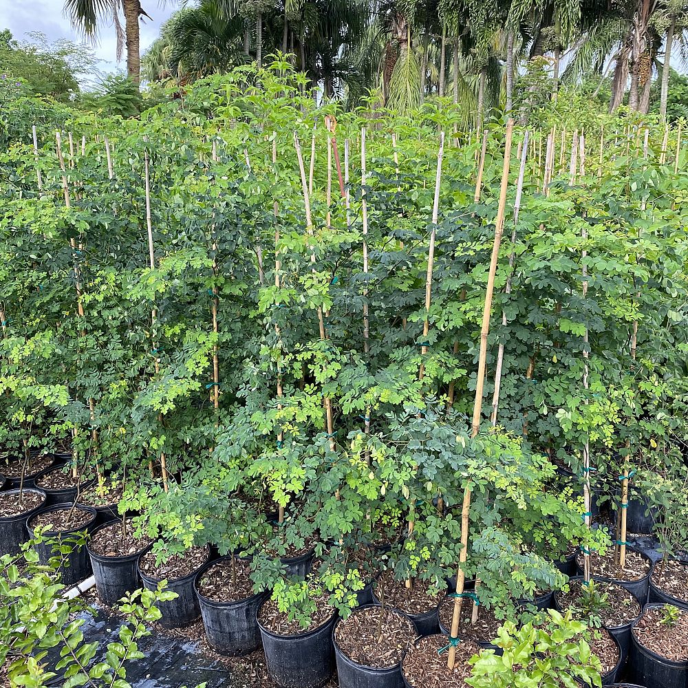 caesalpinia-granadillo-bridalveil-tree