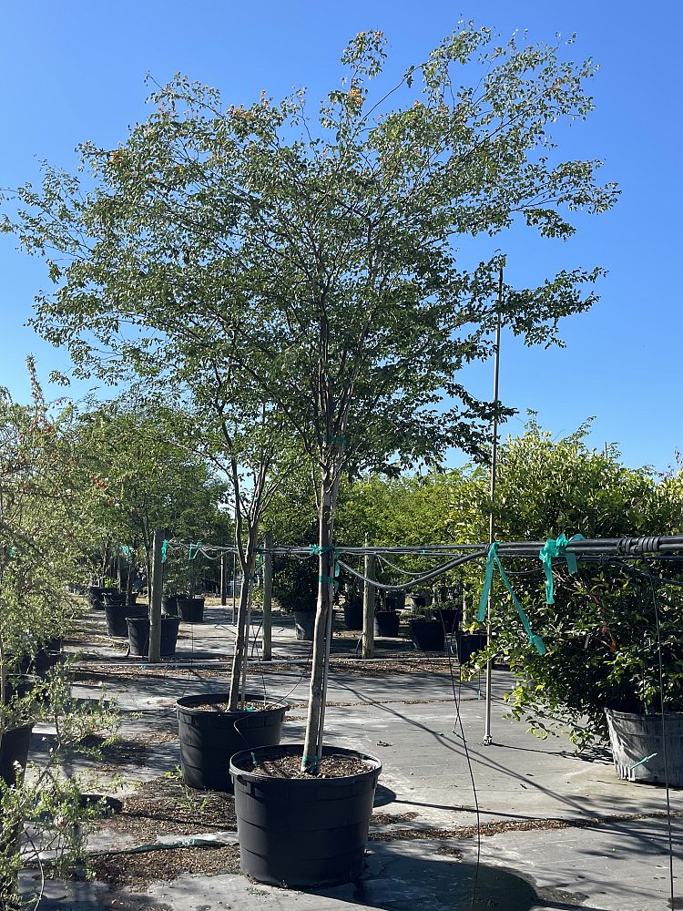 caesalpinia-granadillo-bridalveil-tree