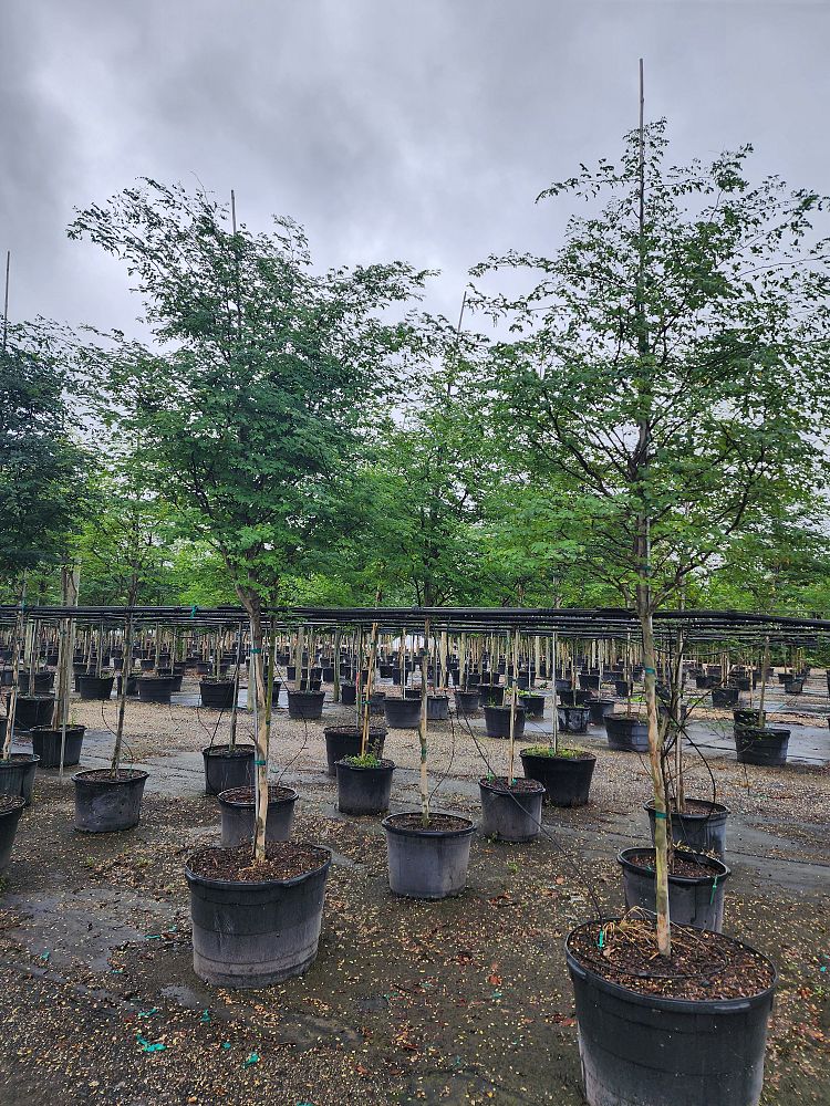 caesalpinia-granadillo-bridalveil-tree