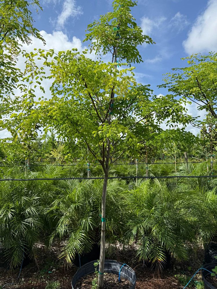 caesalpinia-granadillo-bridalveil-tree