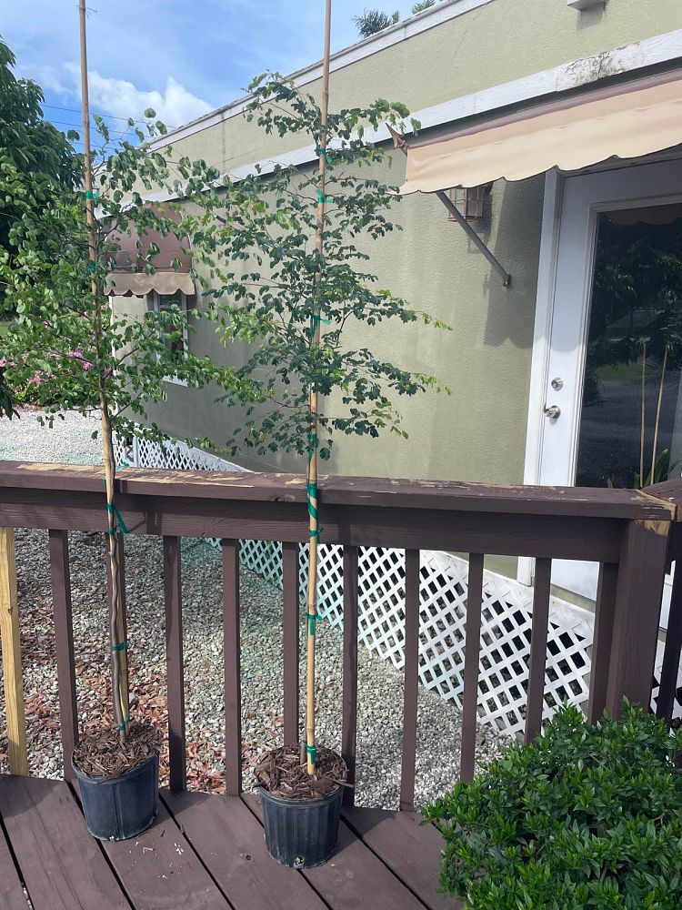 caesalpinia-granadillo-bridalveil-tree