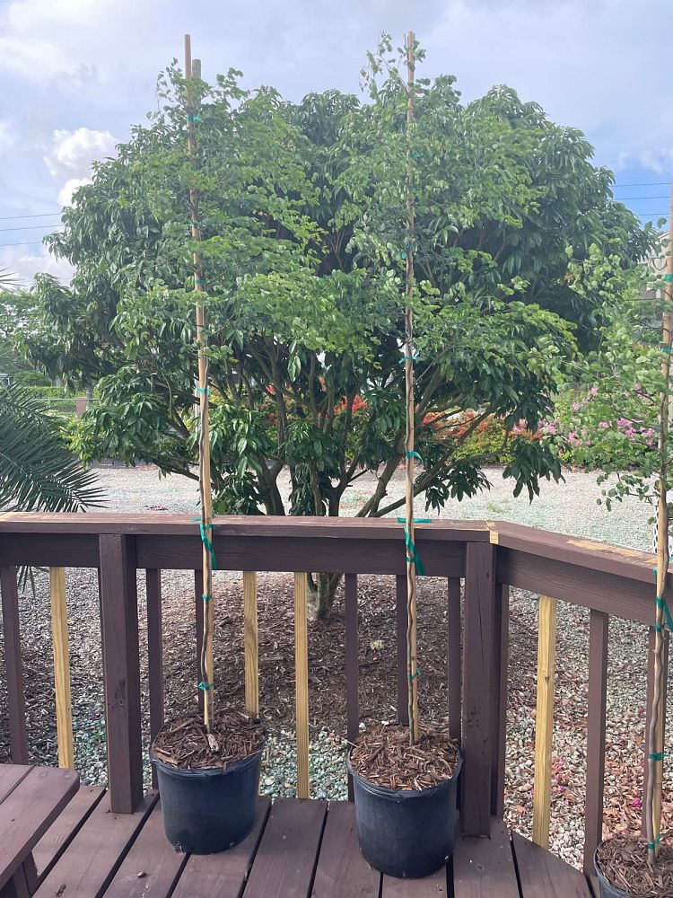 caesalpinia-granadillo-bridalveil-tree
