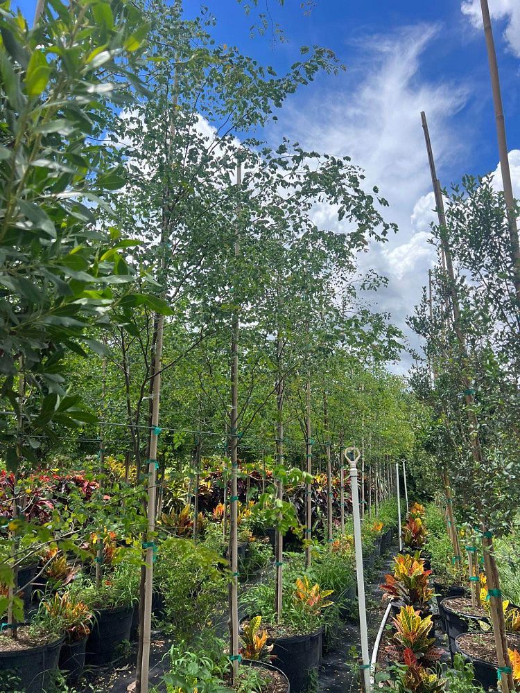 caesalpinia-granadillo-bridalveil-tree