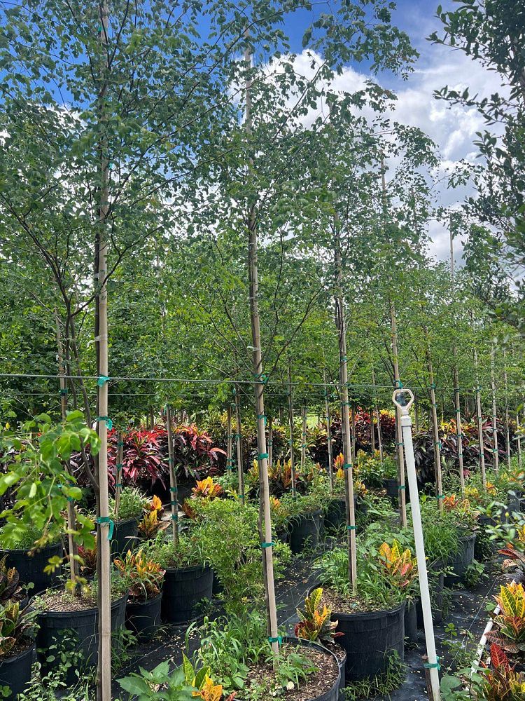 caesalpinia-granadillo-bridalveil-tree