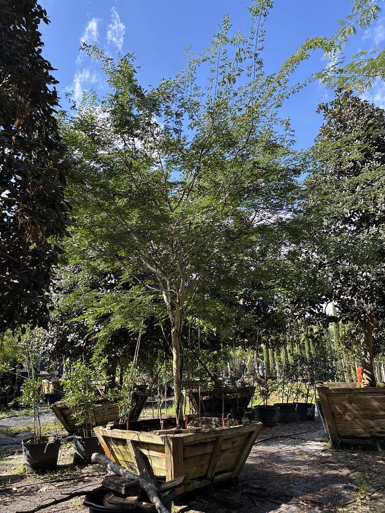 caesalpinia-granadillo-bridalveil-tree