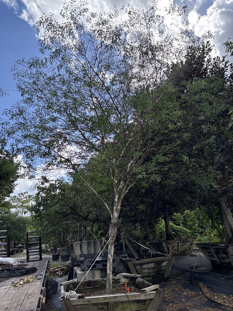 caesalpinia-granadillo-bridalveil-tree