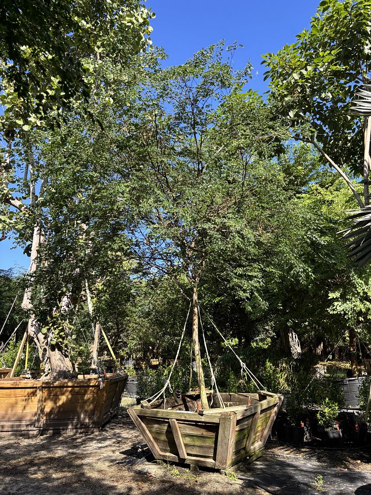 caesalpinia-granadillo-bridalveil-tree