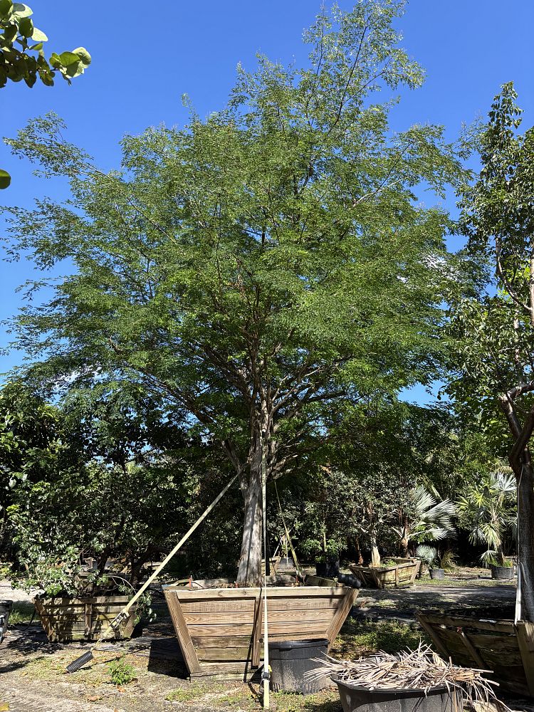 caesalpinia-granadillo-bridalveil-tree