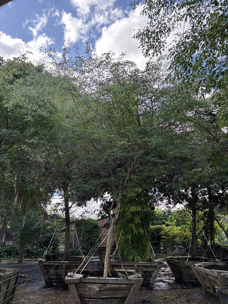 caesalpinia-granadillo-bridalveil-tree
