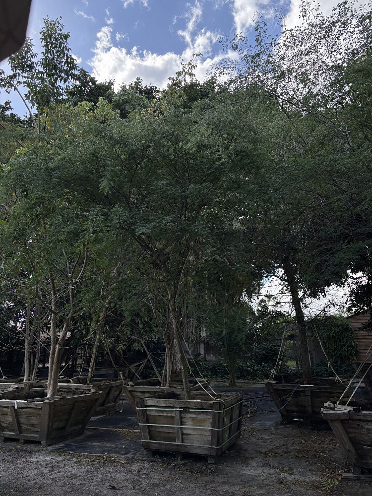 caesalpinia-granadillo-bridalveil-tree