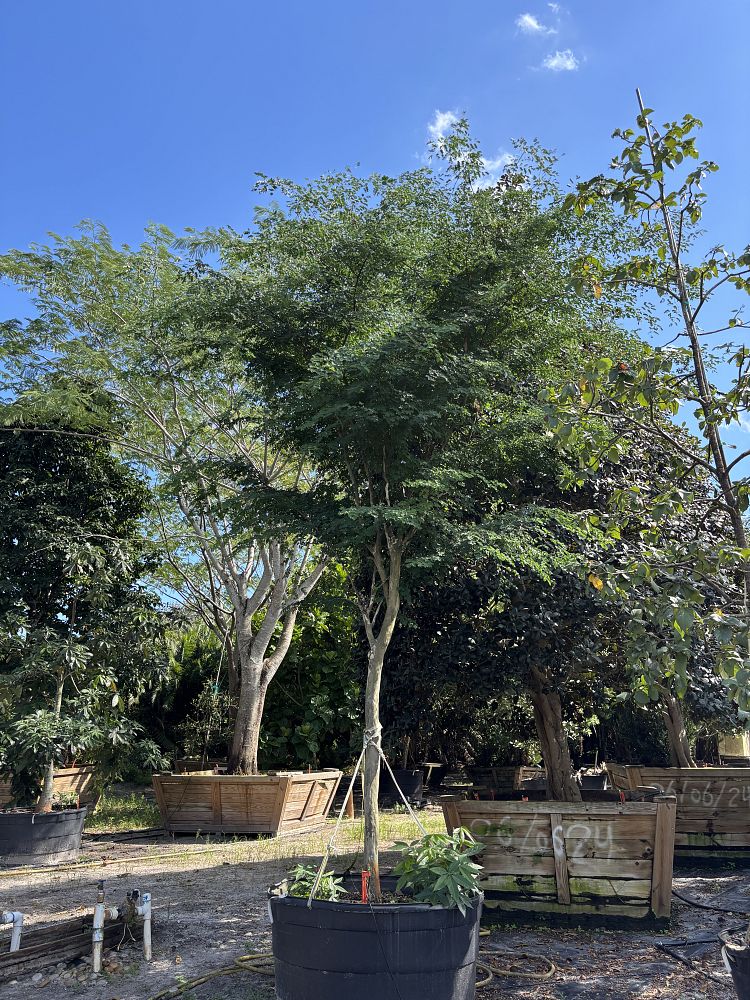 caesalpinia-granadillo-bridalveil-tree