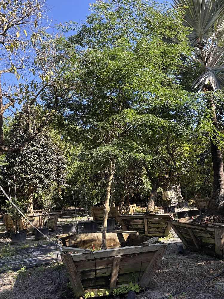 caesalpinia-granadillo-bridalveil-tree