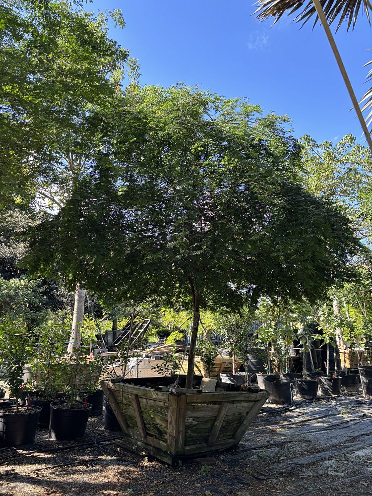 caesalpinia-granadillo-bridalveil-tree