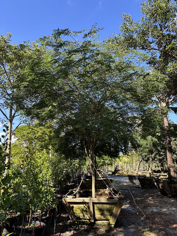 caesalpinia-granadillo-bridalveil-tree
