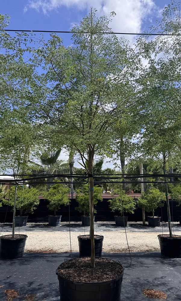 caesalpinia-granadillo-bridalveil-tree