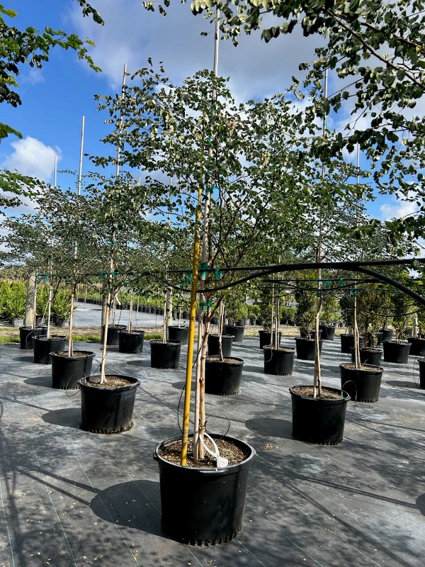 caesalpinia-granadillo-bridalveil-tree