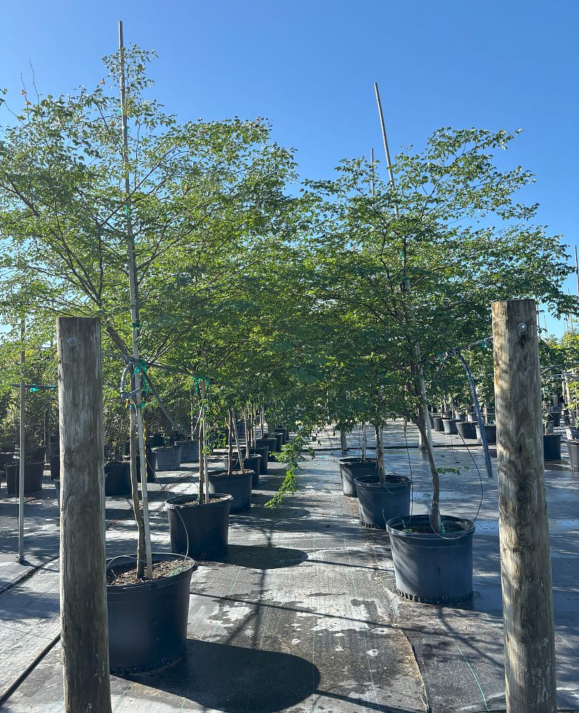 caesalpinia-granadillo-bridalveil-tree