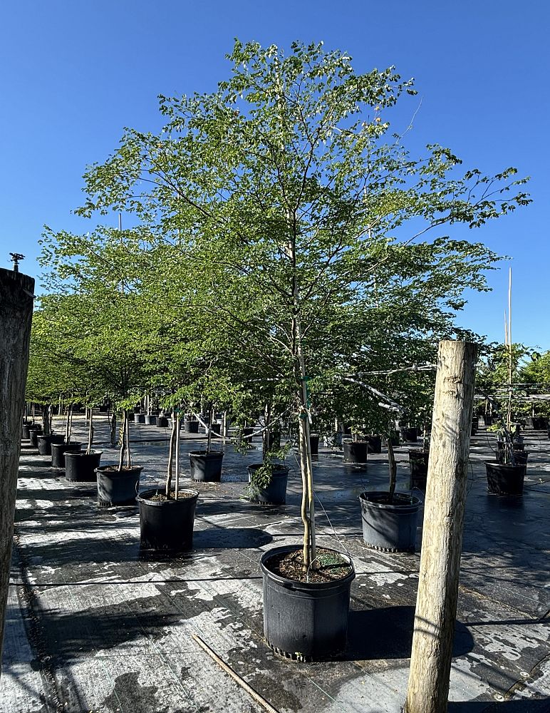 caesalpinia-granadillo-bridalveil-tree
