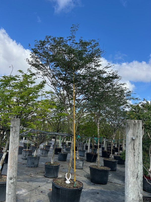 caesalpinia-granadillo-bridalveil-tree