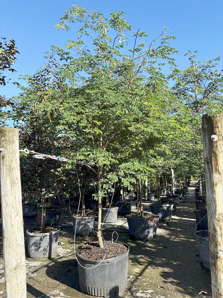 caesalpinia-granadillo-bridalveil-tree