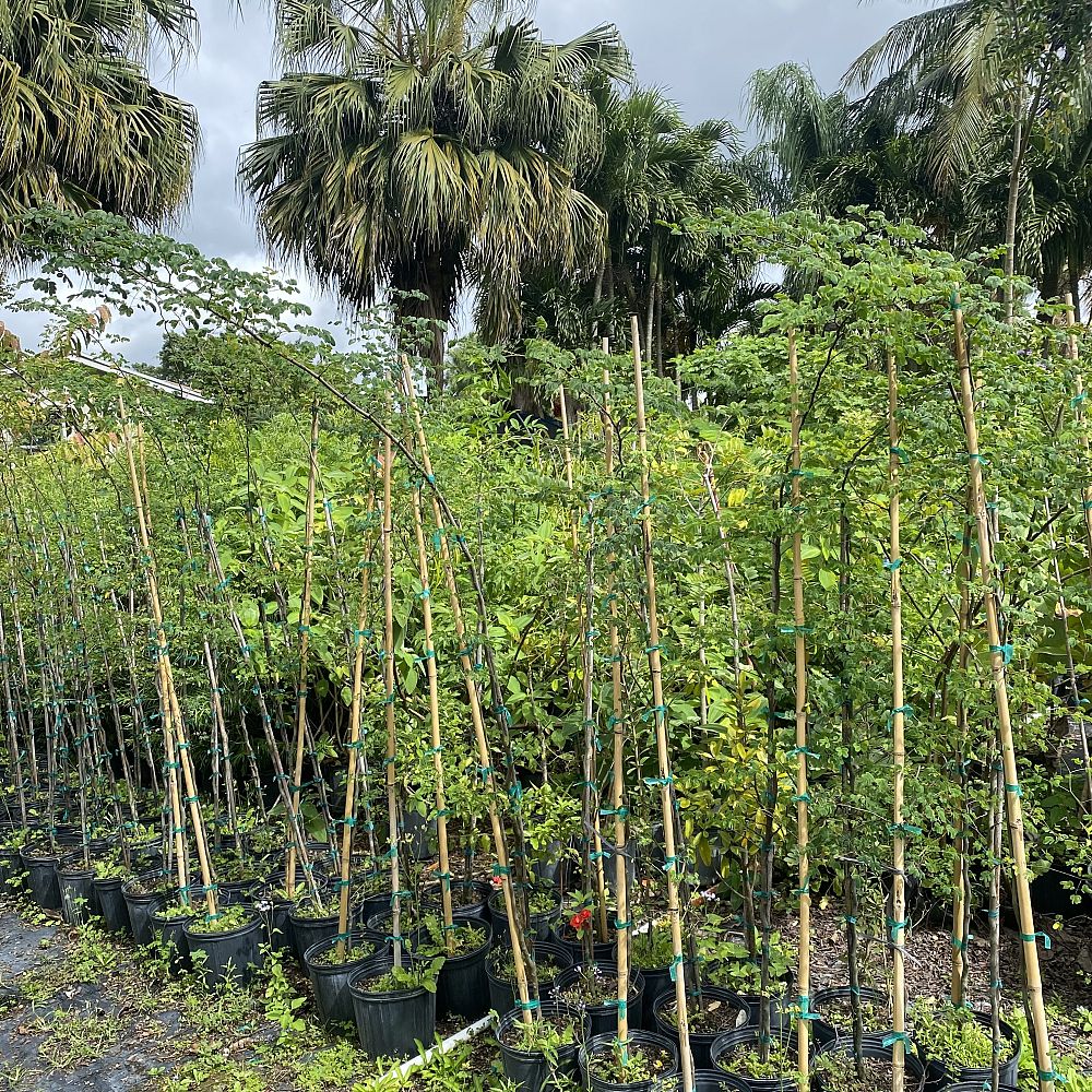 caesalpinia-granadillo-bridalveil-tree