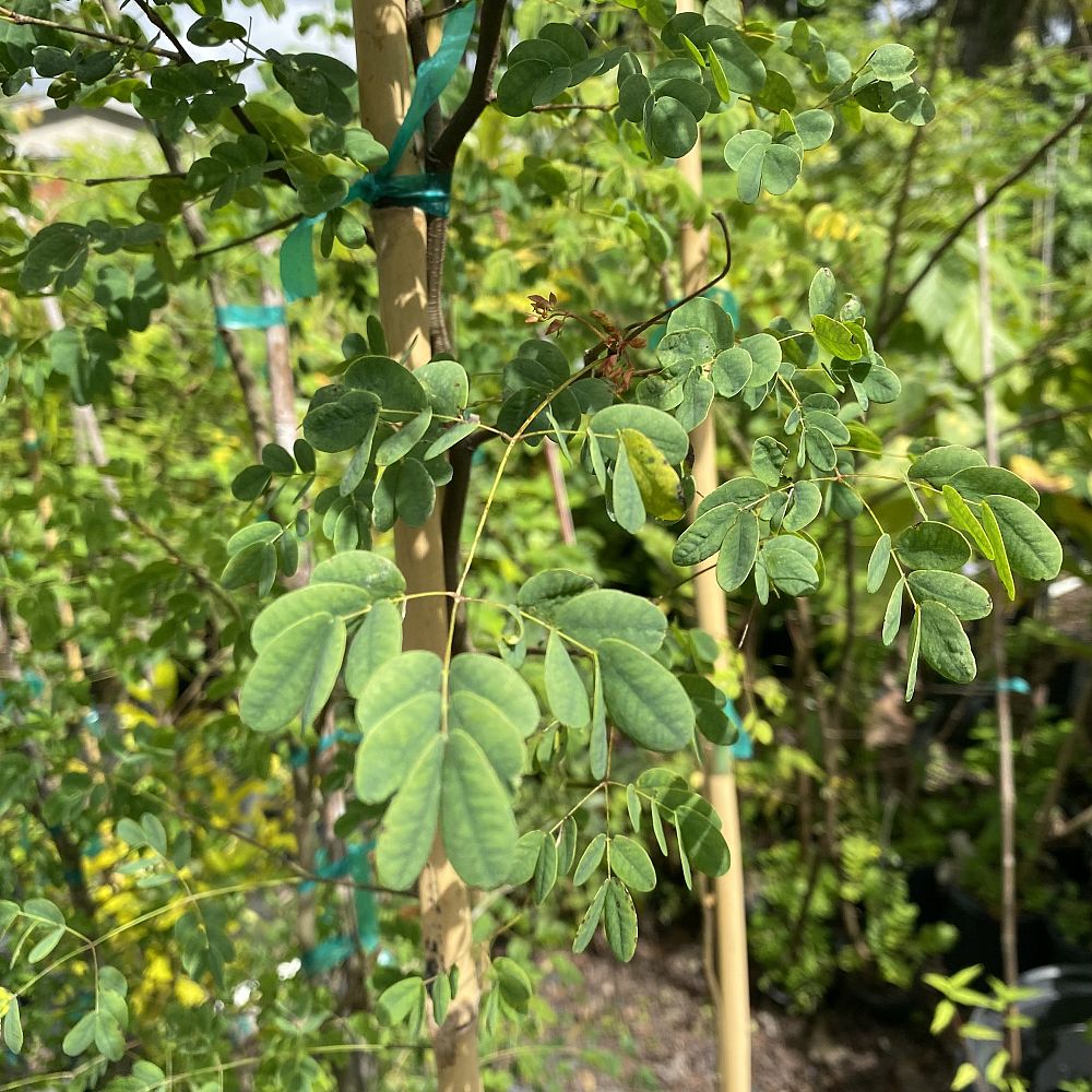 caesalpinia-granadillo-bridalveil-tree