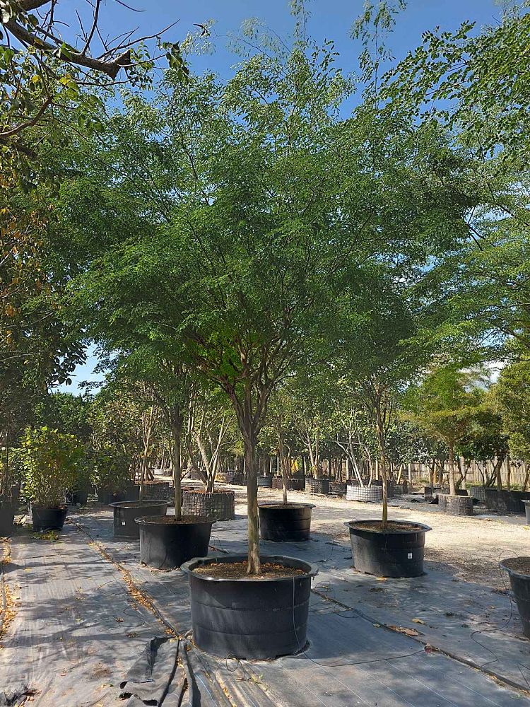 caesalpinia-granadillo-bridalveil-tree